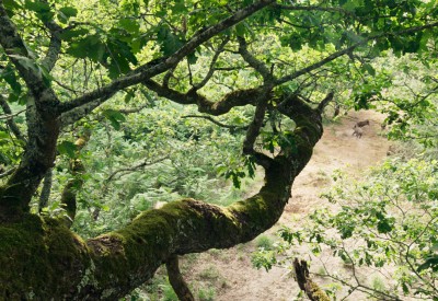 LE CHÊNE (HEART OF OAK)