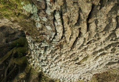 LE CHÊNE (HEART OF OAK)