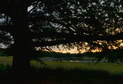 LE CHÊNE (HEART OF OAK)