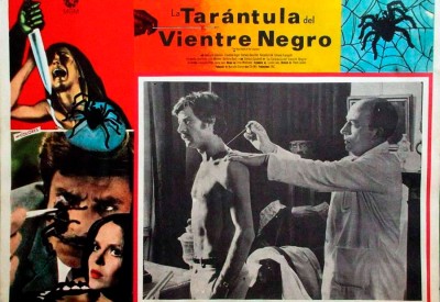 La tarántula del vientre negro