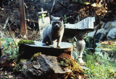 Pet Sematary (4K)