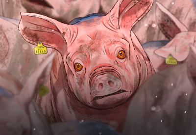 Pig That Survived Foot-And-Mouth Disease