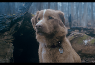 Good Boy