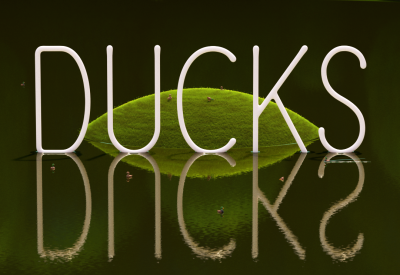 DUCKS